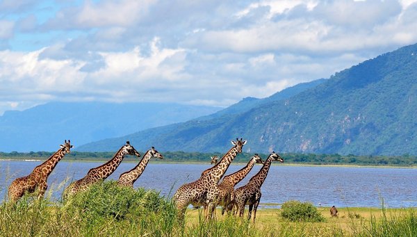 Parque Nacional Lago Manyara